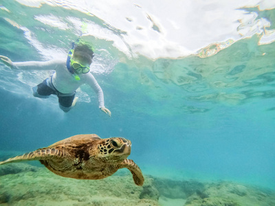 乌龟 暗礁 水肺 浮潜 男孩 游泳 自然 潜水 海的 水族馆