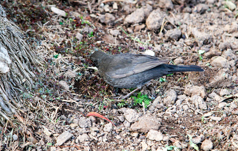 低的 麻雀 黑鸟 野生动物 冬天 动物 自然 鸣禽 羽毛