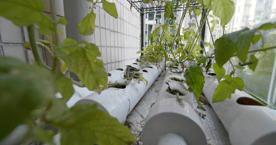 食物 温室 农业 蔬菜 花园 作物 健康 农事 园艺 生长