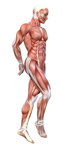 致使 生物学 男人 肌肉 科学 三维 照顾 器官 解剖学