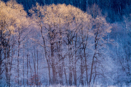 风景 亚洲 寒冷的 早晨 森林 自然 日本 美丽的 季节