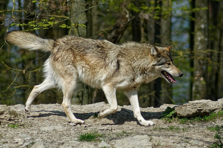 自然 野生动物 哺乳动物 捕食者 森林狼