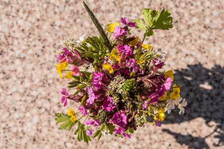 春天 花园 紫罗兰 特写镜头 颜色 美女 盛开 开花 丁香花