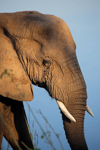 树干 栖息地 野生动物 哺乳动物 大象 肖像 南方 游猎