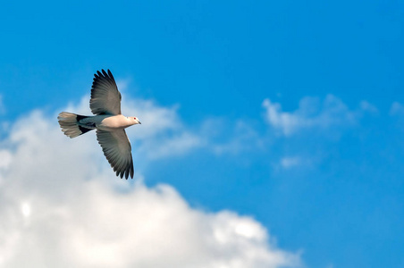悬停 飞鸟 猛禽 自然 自由 猎鹰 蓝天 行动 航班 秃鹰一群白鹭飞翔