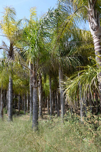夏天 植物区系 旅行 棕榈 天空 树干 花园 自然 森林