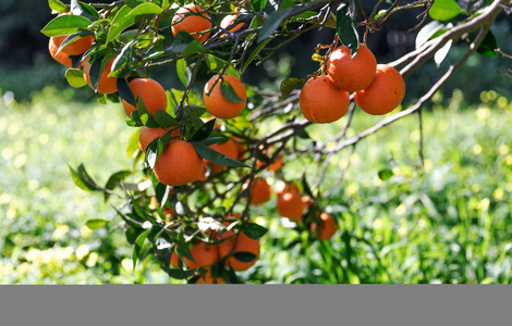 把挂在树枝上的橘子水果收起来。花园里生长的橘子树。夏季花园背景。