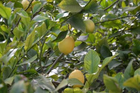 西班牙 酸的 水果 柠檬 树叶