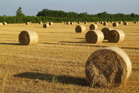 稻草 在里面 农场 全景图 秋天 天空 成长 托斯卡纳 黑麦