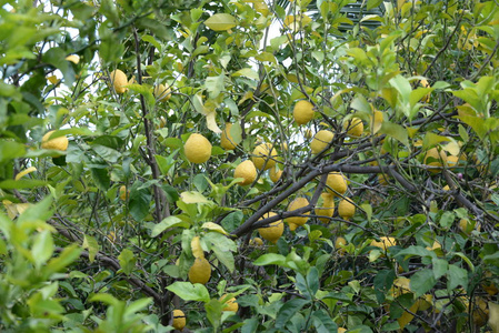 西班牙 酸的 柠檬 水果 树叶