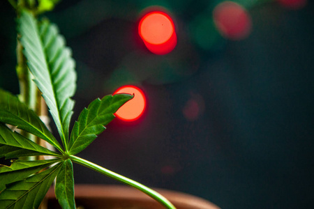 室内植物摄影 室内植物摄影素材图片 室内植物摄影图片素材下载 摄图新视界