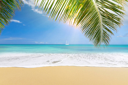 自然 椰子 天空 美丽的 夏天 太阳 海滩 海岸 旅游业