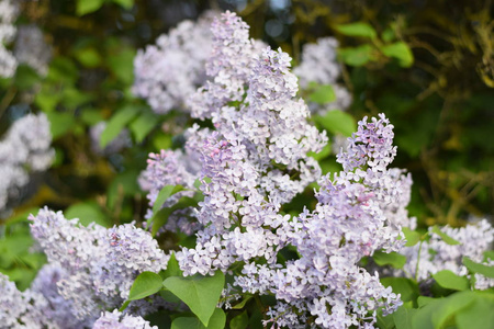 美丽的 紫罗兰 植物 四月 集中 花园 艺术 郁郁葱葱 紫色