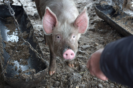 照顾 农事 宝贝 牲畜 食物 肖像 小猪 特写镜头 乡村