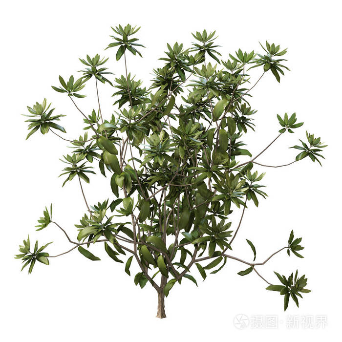 杜鹃花 植物 三维 春天 自然 美丽的 灌木 插图 夏天