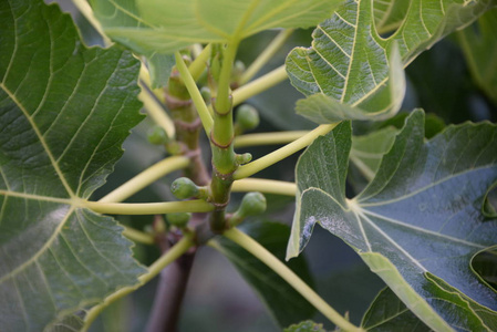 农业 食物 农场 自然 花园 夏天 分支 水果 收获 植物