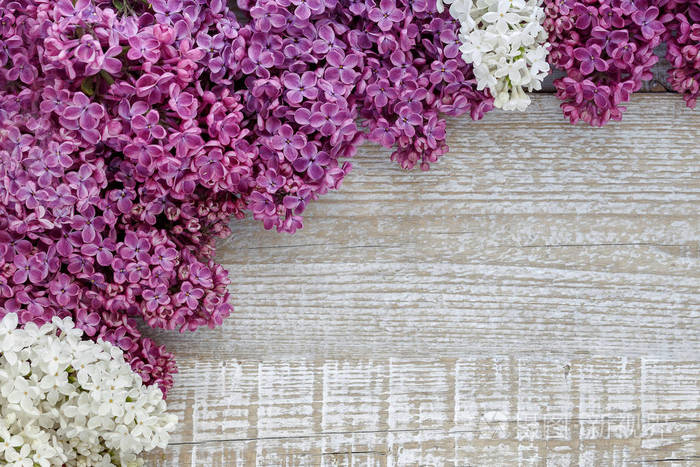 集群 美丽的 紫色 花束 丁香花 香水 边境 自然 在室内