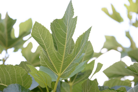 农业 花园 特写镜头 生长 无花果 自然 季节 植物 夏天