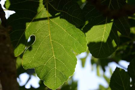 植物 树叶 森林 春天 花园 水果 颜色 夏天 季节 分支