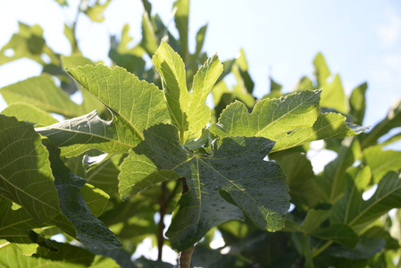 成长 花园 春天 无花果 农场 分支 植物 自然 特写镜头