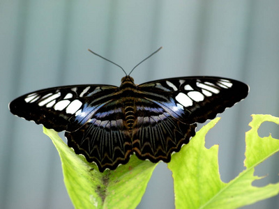 特写镜头 翅膀 美女 昆虫 夏天 动物 自然 蝴蝶 美丽的