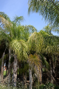 旅行 公园 生长 风景 夏天 西班牙 植物区系 农业 旅游业