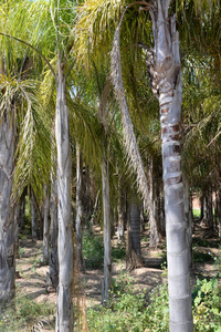 环境 树叶 花园 植物 木材 风景 亚洲 森林 植物区系