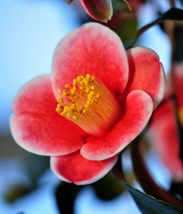 茶花 浪漫的 粉红色 花瓣 花园 美丽的 园艺 颜色 植物学