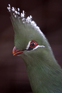 羽毛 动物园 肖像 美丽的 自然 颜色 眼睛 动物群 野生动物