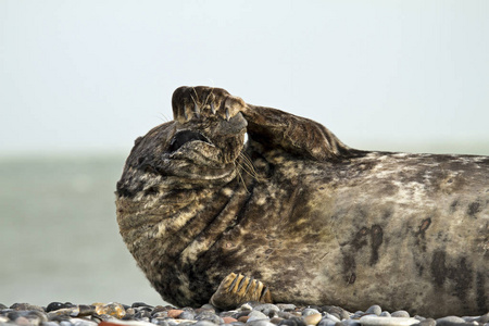 动物群 自然 野生动物 站立 海洋 肖像 海岸 美丽的 食肉动物