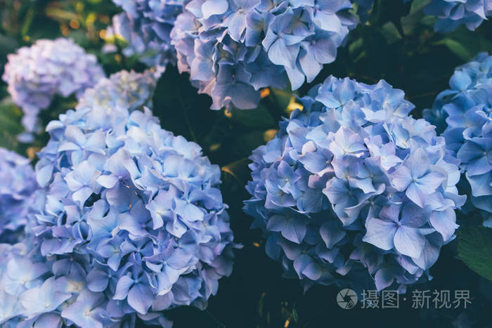 花园里盛开着美丽的淡蓝色绣球花