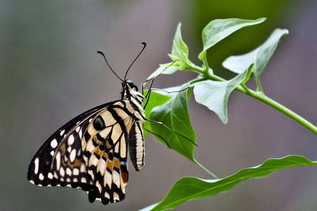 蝴蝶 昆虫 美女 缺陷 美丽的 花园 野生动物 夏天 翅膀