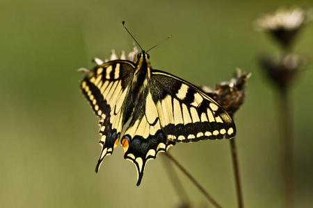 自然 翅膀 野生动物 美女 美丽的 颜色 植物 鳞翅目 昆虫