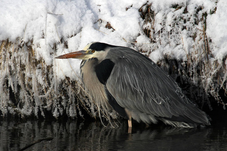 钓鱼 鸟类学 苍鹭 寒冷的 翅膀 池塘 冬天 动物 动物群