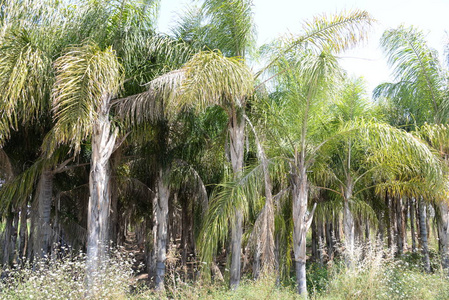 亚洲 农业 自然 天空 旅行 森林 生长 环境 领域 棕榈