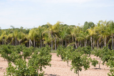 农业 水果 旅行 美丽的 旅游业 自然 棕榈 领域 植物