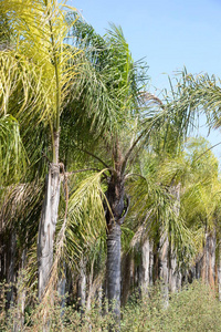 棕榈 美丽的 西班牙 公园 环境 夏天 花园 植物 植被