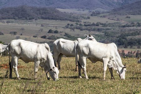 泽布 热带 农业综合企业 奶牛 动物 经济 反刍动物 巴西人