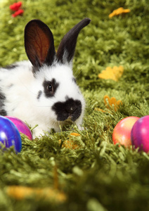 复活节 美极了 鸡蛋 五花八门 兔子 草地 五颜六色 草坪