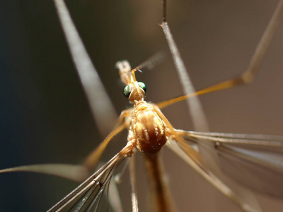 蜻蜓 动物 动物群 野生动物 植物 特写镜头 蚊虫 昆虫