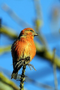 分支 野生动物 美丽的 颜色 森林 公园 自然 鸣禽 动物群