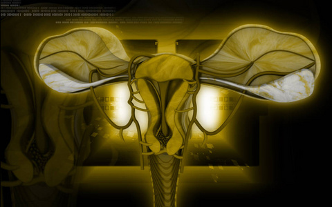 菌毛 子宫肌层 三维 健康 女人 技术 性别 插图