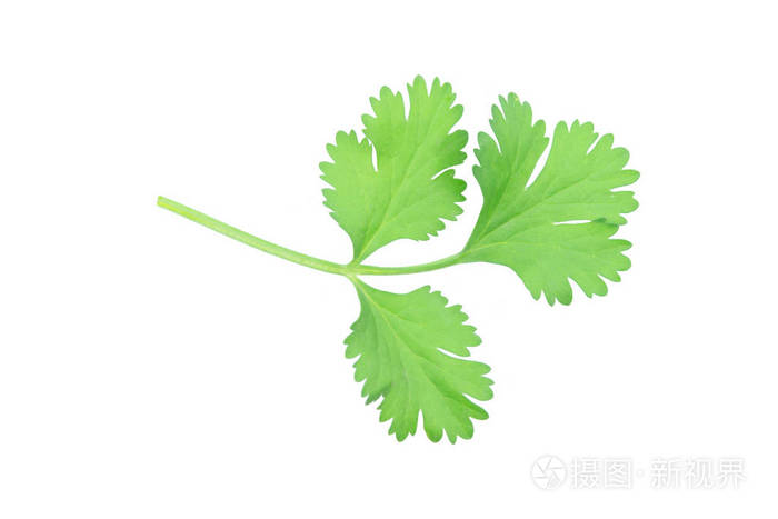 香菜叶在白色背景上用剪贴法分离