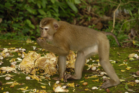 猴子 普吉岛 泰国 黑发 哺乳动物 吞没 动物 亚洲 恒河猴