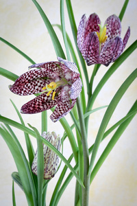 地中海 开花 贝母 紫罗兰 春天 特写镜头 繁荣的 植物