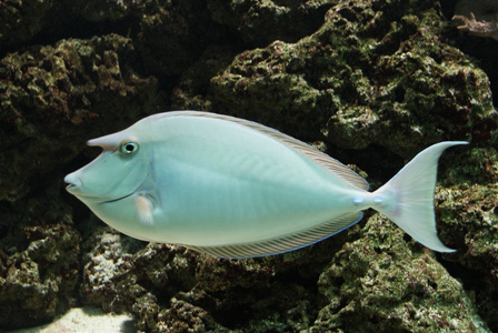 海洋 动物 自然 水下 美丽的 盐水 暗礁 海的 海军 水族馆