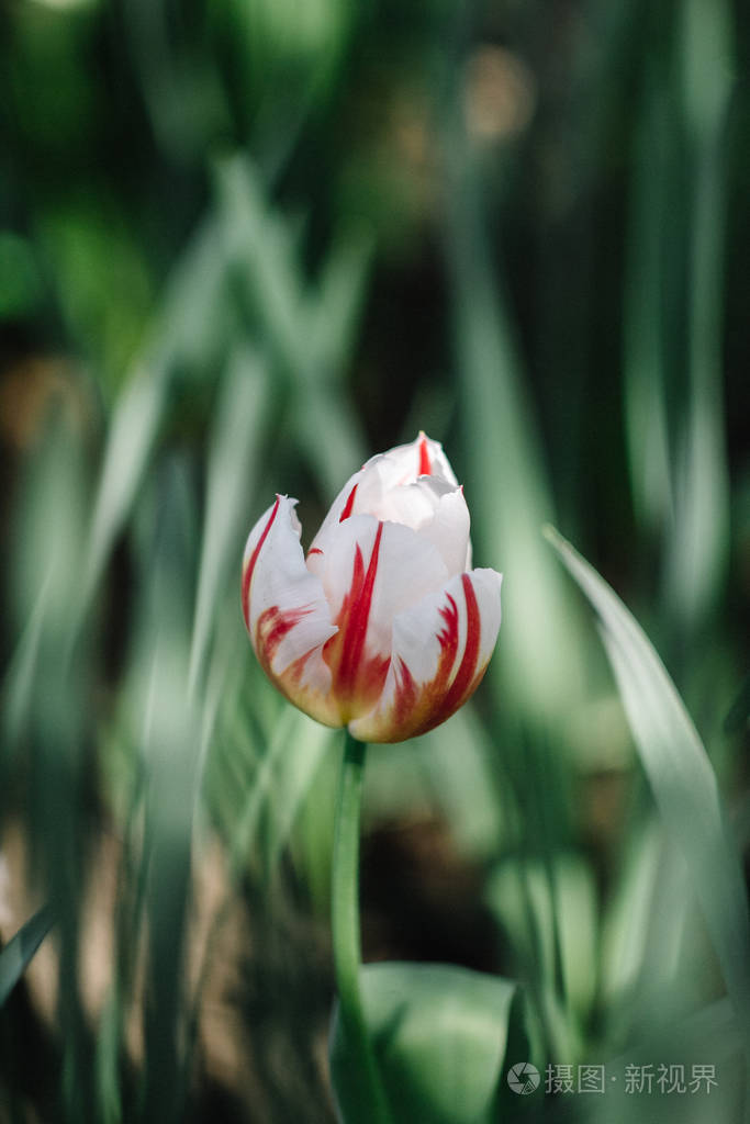 粉红色白色的新鲜郁金香叶子长在花园里背景模糊