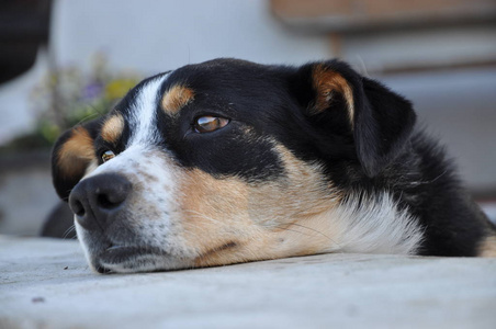 可爱极了 犬科动物 繁殖 哺乳动物 美丽的 宠物 说谎 眼睛