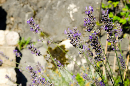 夏天 植物区系 领域 阳光 花的 特写镜头 草本植物 紫色