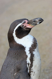 动物 大西洋 海滩 海鸟 旅行 非洲 殖民地 海岸 南极洲